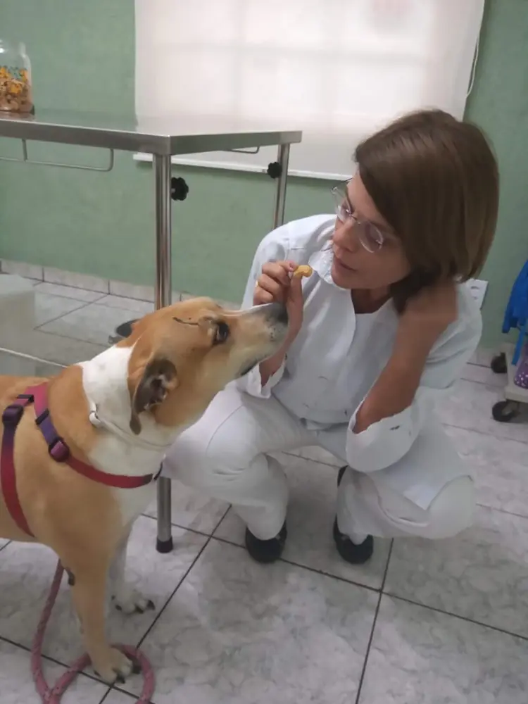Médica-veterinária da Quatro Patas cuidando de um cão internado durante o dia, em São Carlos